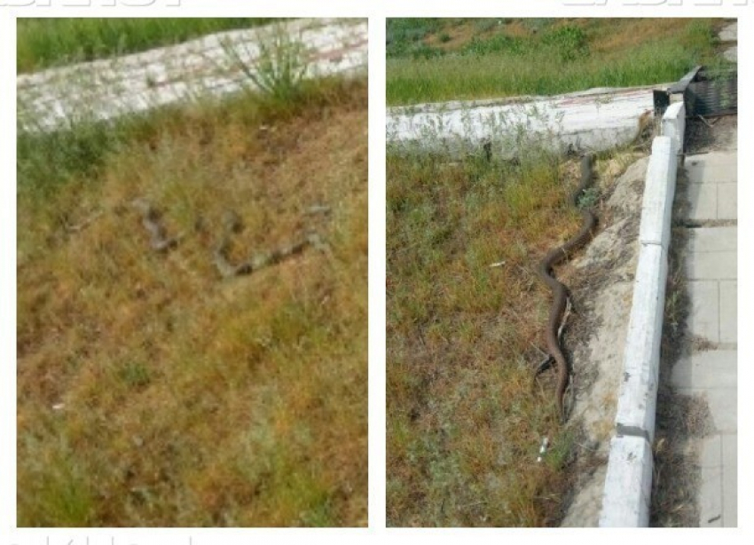 Двухметровые змеи атаковали станцию в Волгоградской области, - «Блокнот Волгограда"