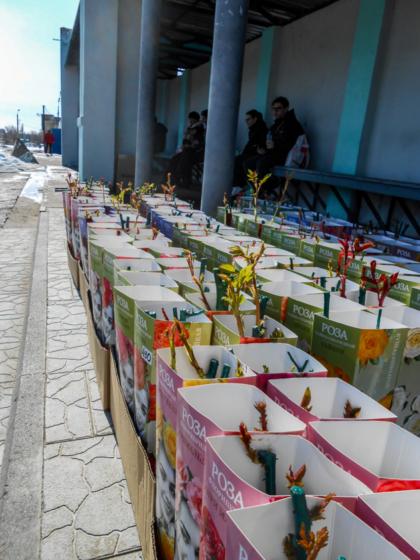 Тепло и солнечно: погода в Камышине на воскресенье 15 марта