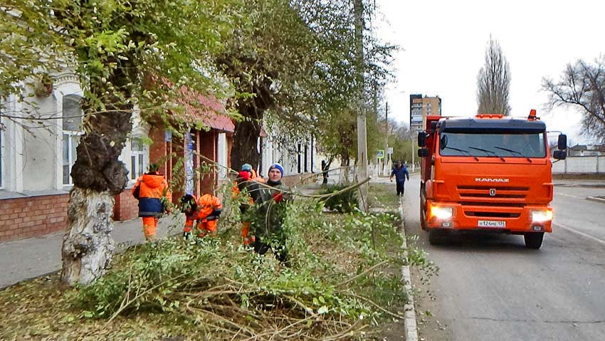 В Камышине «оранжевые жилеты» взялись делать стрижку вязам