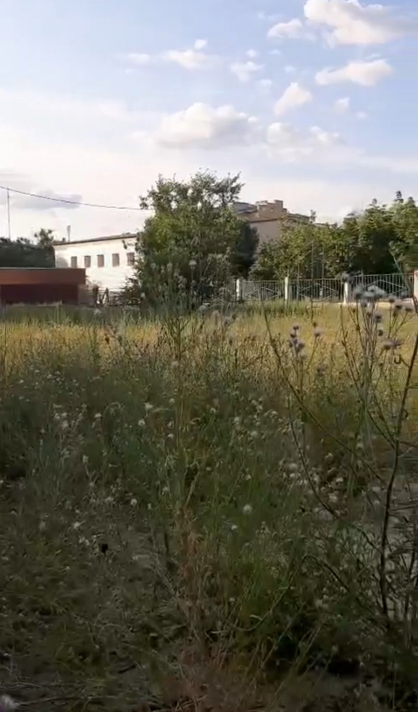 В Камышине трава во дворах в центре города скоро станет выше домов, - камышанка