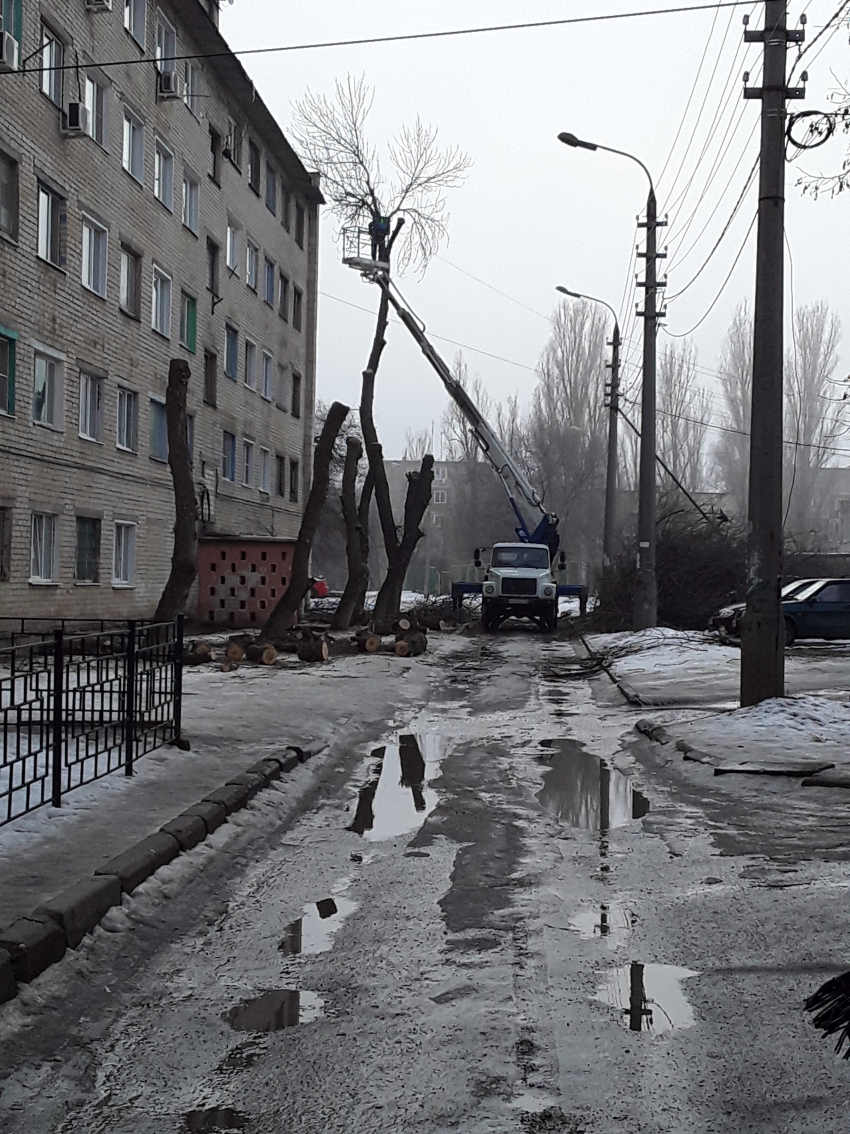 Службы благоустройства воспользовались теплой погодой и начали обрезку деревьев в Камышине