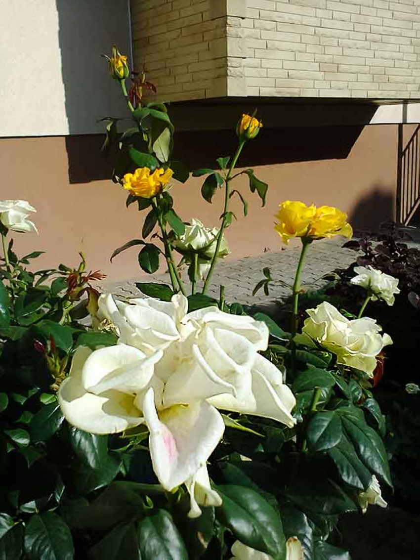 В Камышине повеяло осенью - среда ожидается облачной, с небольшим вечерним дождем