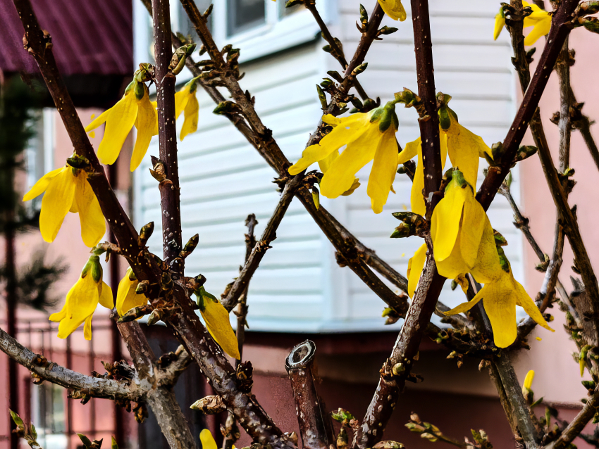 В Камышине выглянет солнце, и немного потеплеет сегодня, 15 апреля