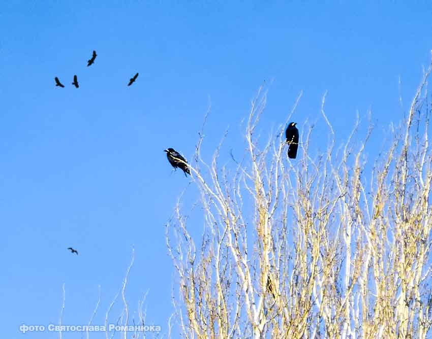 В Камышине наступает среда с температурой +10 и кратковременным утренним дождем