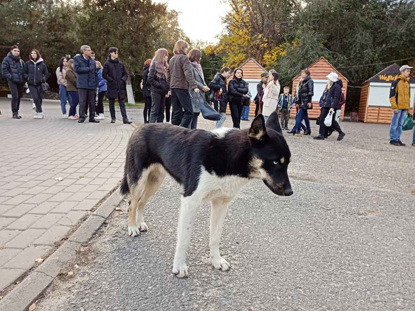 Станислав Зинченко уточнил перечень мест в Камышине, куда вход бездомным собакам «воспрещен"
