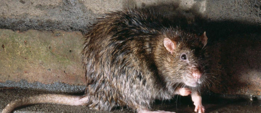 В селе Лебяжьем Камышинского района у умершего одинокого больного пенсионера крысы отгрызли половой член