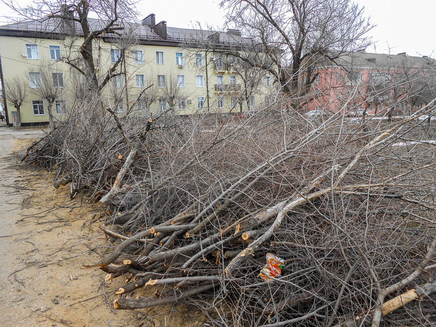 Вырубленные деревья на втором участке уберут? - камышанка