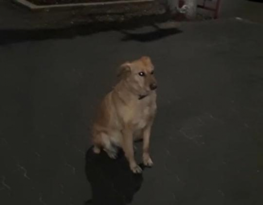 "Камышинский хатико": пользователи в соцсетях погоревали над судьбой собаки, застывшей на перекрестке центральных улиц в ожидании