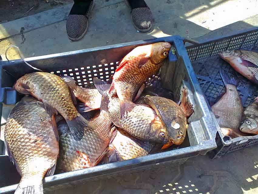 Суд в Волгоградской области оштрафовал рыбака за леща- «подростка"