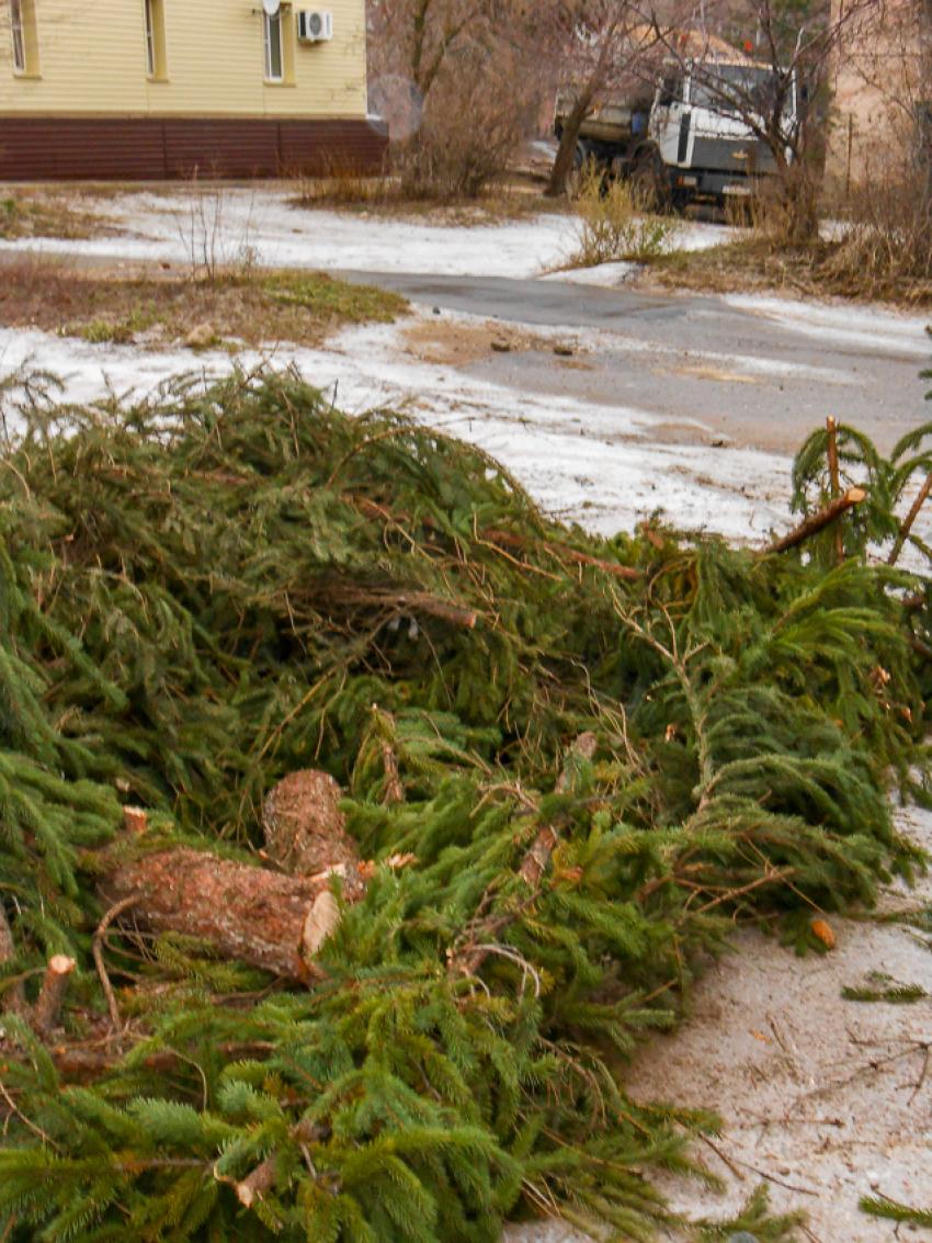 Служба благоустройства Камышина решила измельчить лишние елки? - камышанин