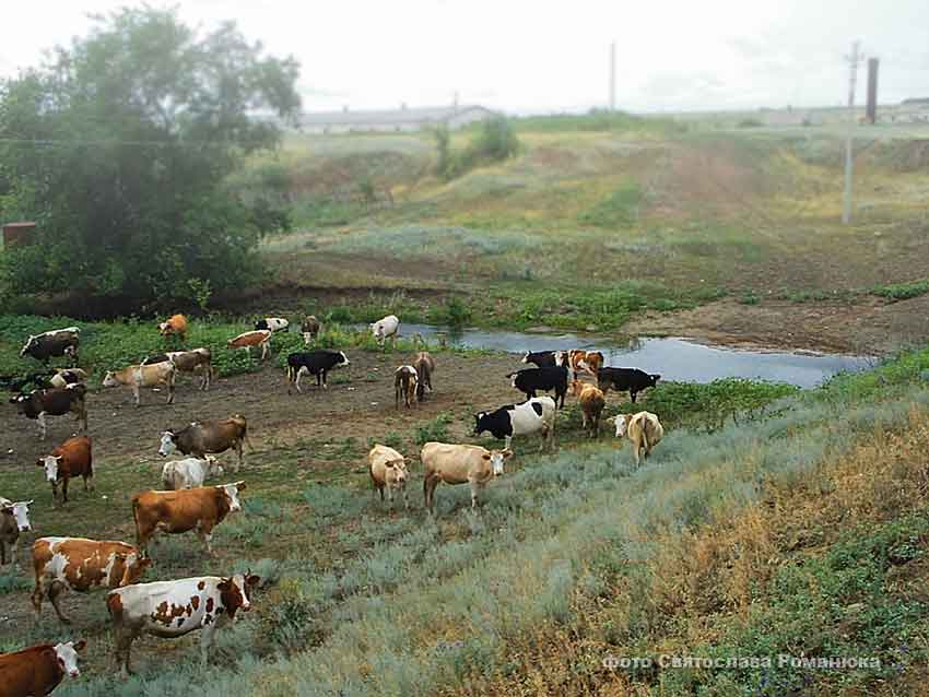 Камышане не поймут, почему дорожает «молочка", ведь коровы у нас не импортные