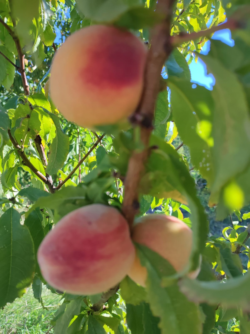 Лишиться урожая из-за ледяного панциря боятся садоводы в Волгоградской области