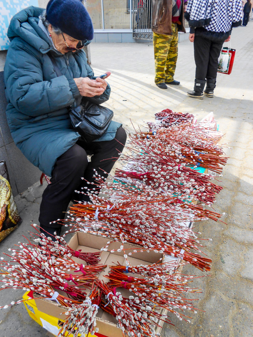 В Камышине местные активисты встали на защиту вербы