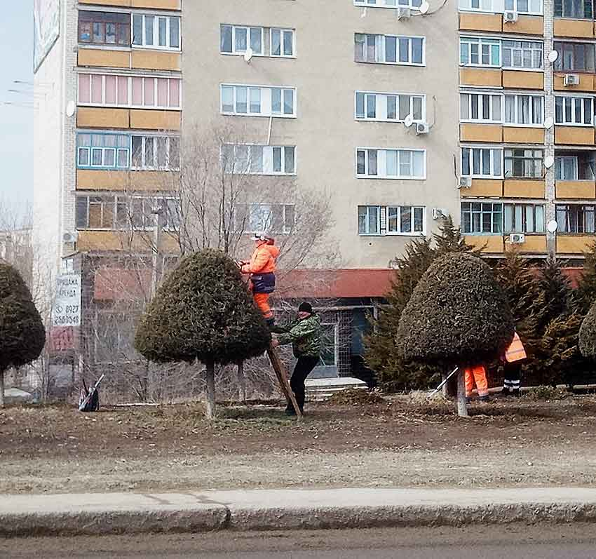 Озеленители Камышина вышли на спуск Бородинского моста стричь туи «под грибы"