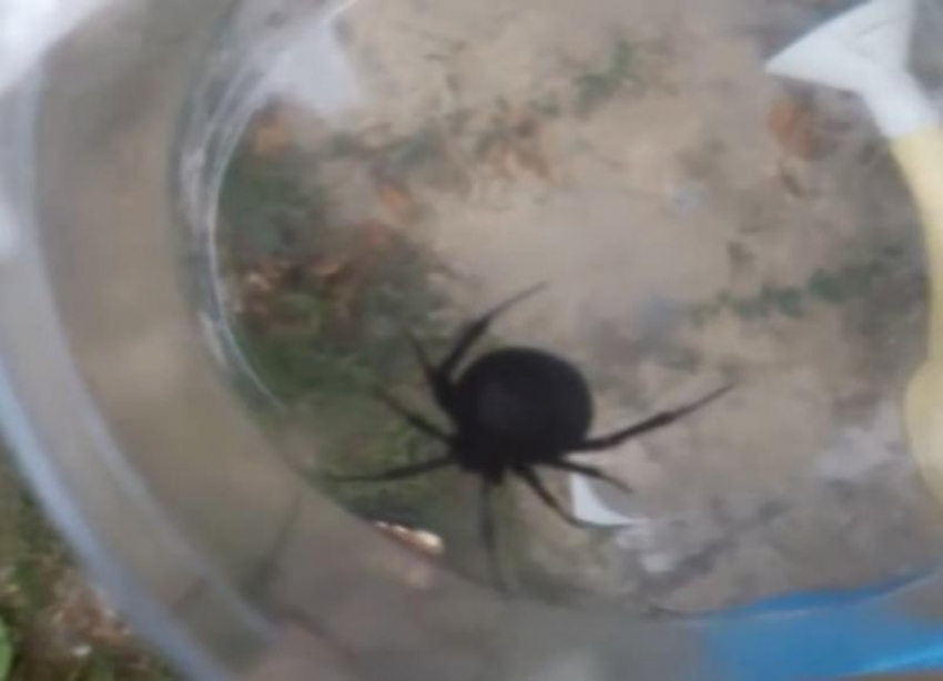 Ядовитые пауки «черные вдовы» и не думают выселяться из Волгоградской области