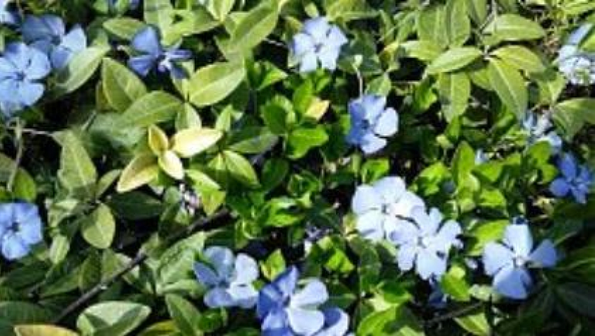 Синева скромного барвинка, растущего на дачах камышан, названа цветом года 