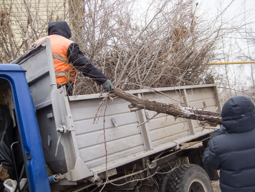 Почему в Камышине безнаказанно пилят деревья, кому вздумается? - камышанин