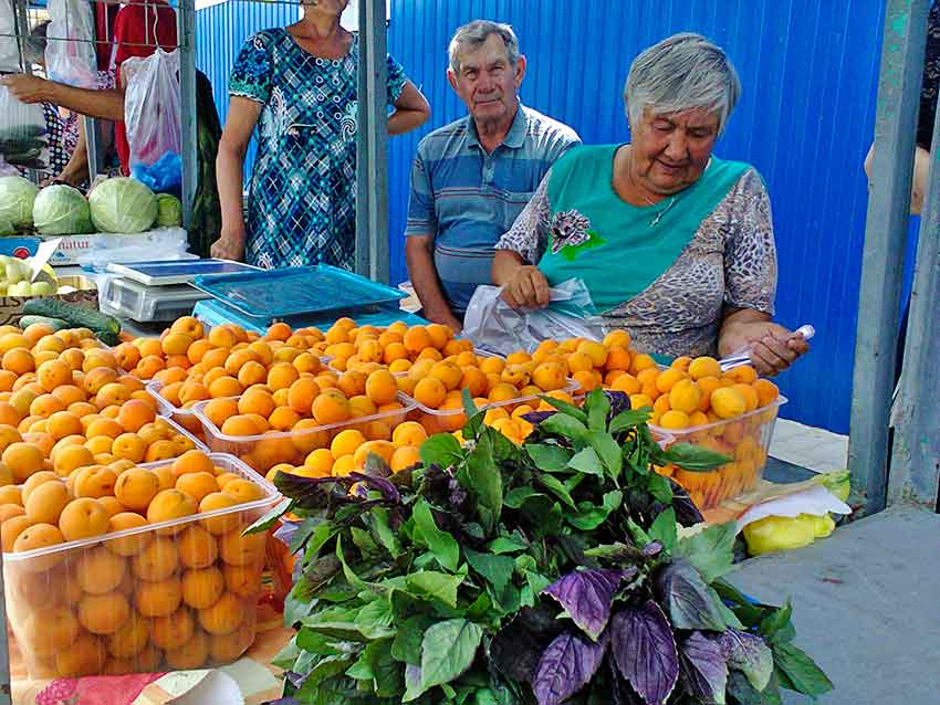 В Камышине подешевели саженцы абрикосов