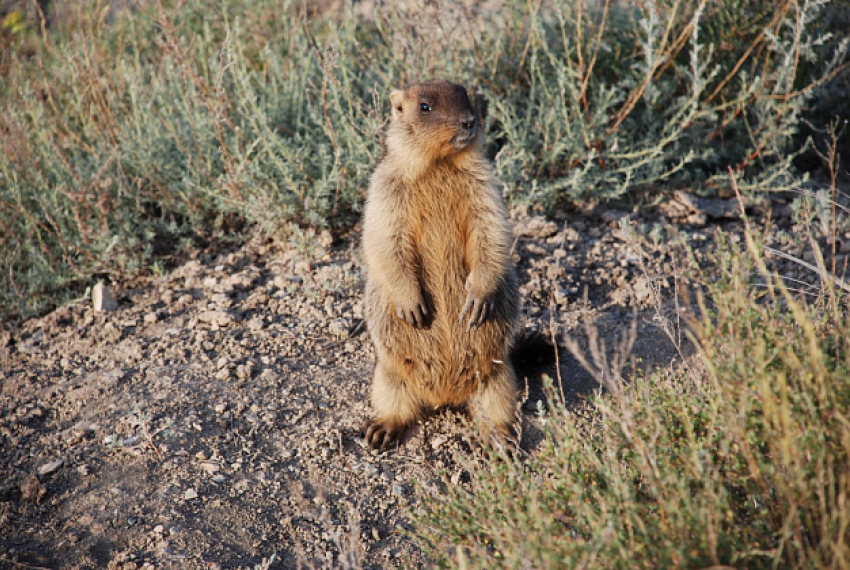 В Камышинском районе пересчитали сурков
