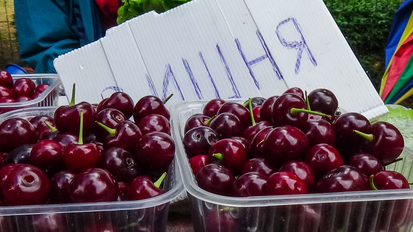 В Камышине наступает вишневый сезон, а вишню дешевле 250 рублей на рынках не купишь