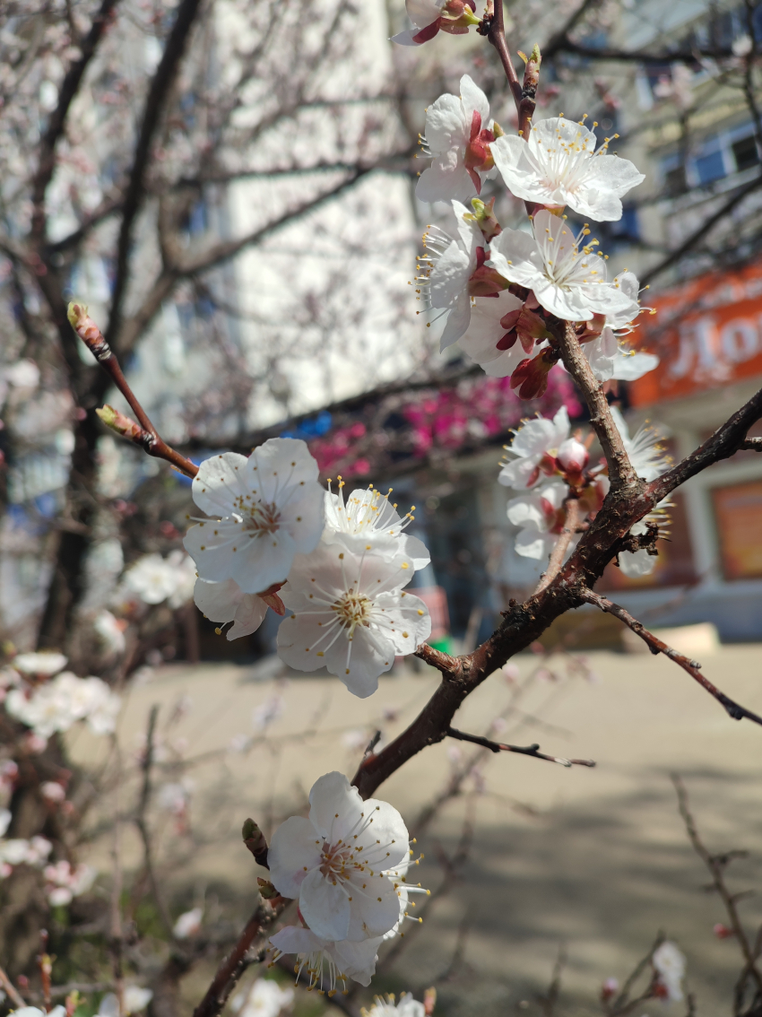В Камышине массово зацвели абрикосы, несмотря на прогноз с одним градусом тепла предстоящей ночью сегодня, 20 апреля
