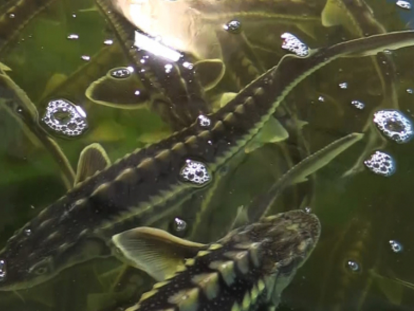 Генерал-майор полиции Ирина Волк: «В Волгограде полицейские пресекли незаконную деятельность цеха по выращиванию особо ценных осетровых пород рыб» (ВИДЕО)