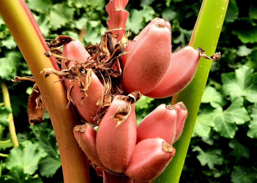 Розовый банан: удивительный фрукт растет в ботаническом саду, - «Блокнот Волжского"