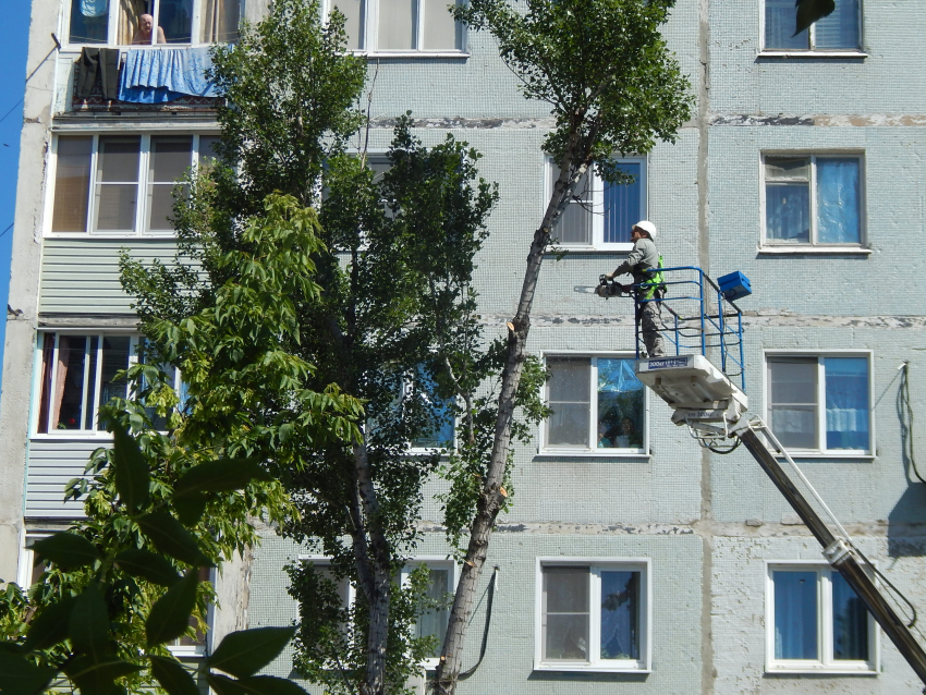 В Камышине в самую жару продолжают уничтожать взрослые деревья