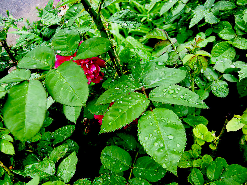 Экстренное предупреждение из-за шторма с градом объявлено в Волгоградской области 