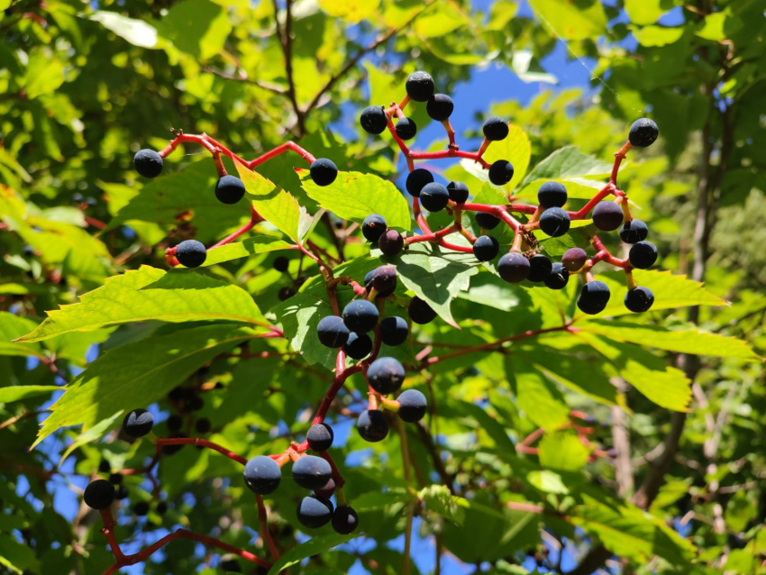 Синоптики предсказали в последний день лета в Камышине дождь, которого пока нет
