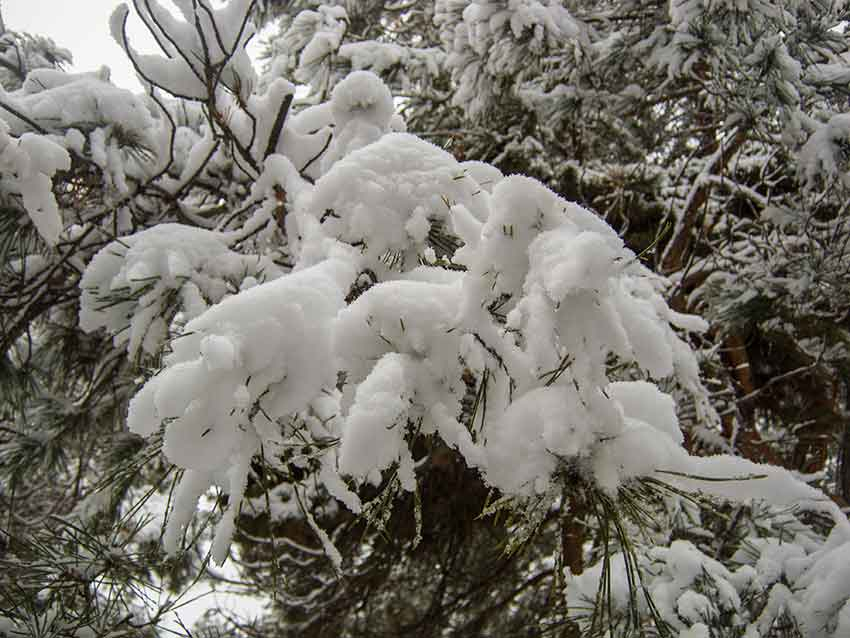 Сегодня в Камышине слабый снег, завтра - сильный