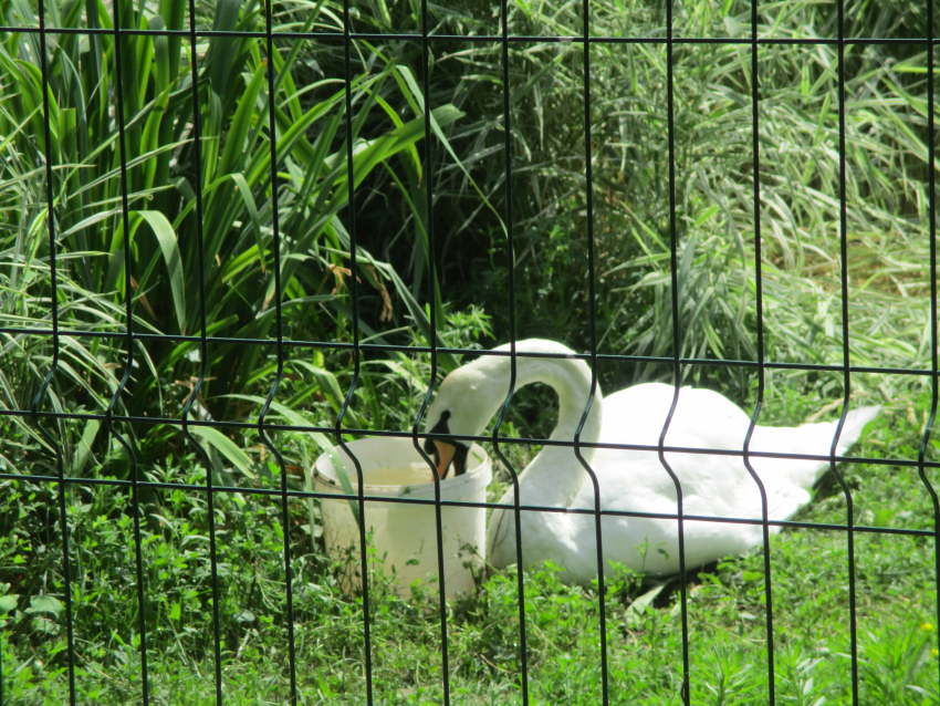 В Камышине семья лебедей изгнала из пруда третьего – одинокого лебедя