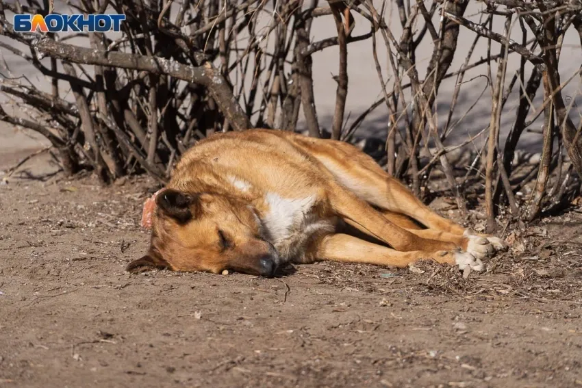 В Волгоградской области жители заметили умирающих в муках собак и подключили полицию к поиску тех, кто травит бродячих псов