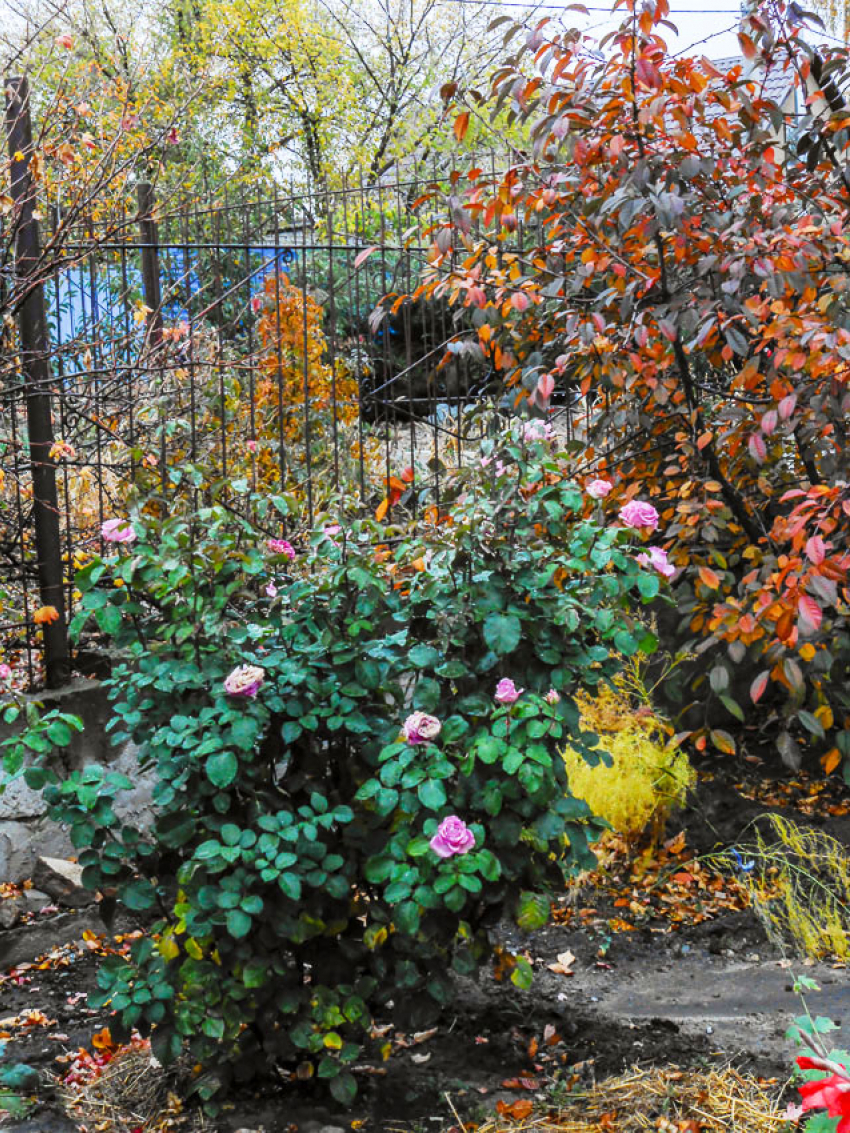 В Камышине ночью очень свежо, а днем вполне комфортно: погодная повестка на 17 октября