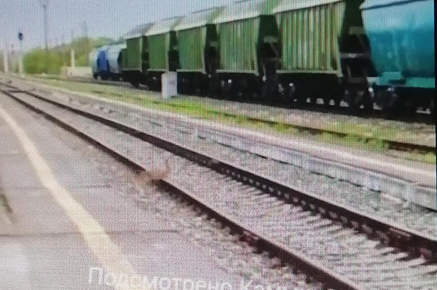 Камышане опубликовали в соцсетях ролик с «встречающим» зайцем на железнодорожных путях у вокзала (ВИДЕО)