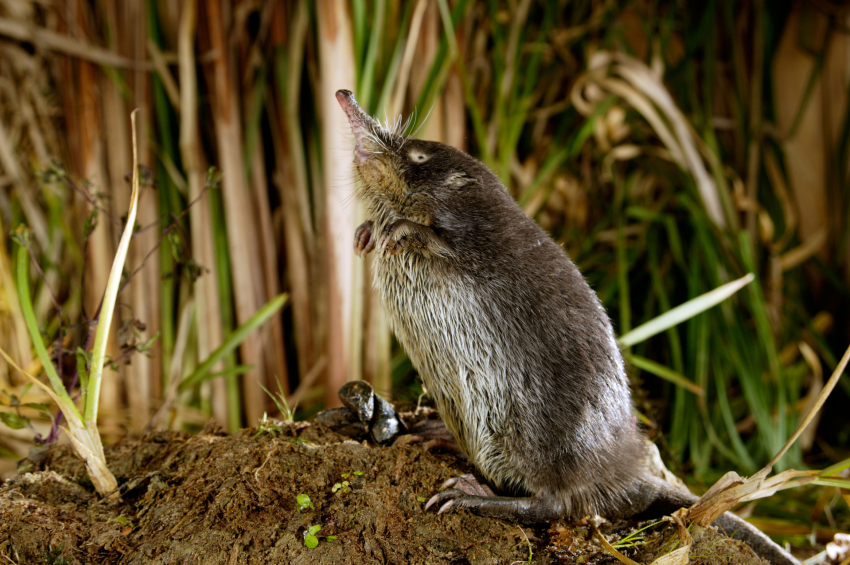Новые жилые норы скрытницы-выхухоли нашли в Волгоградской области