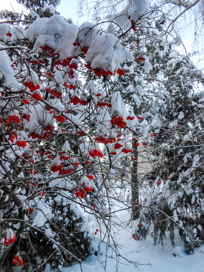 Снеговые тучи двинулись к Камышину