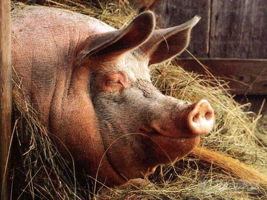 Дикие кабаны заразили африканской чумой камышинских свиней