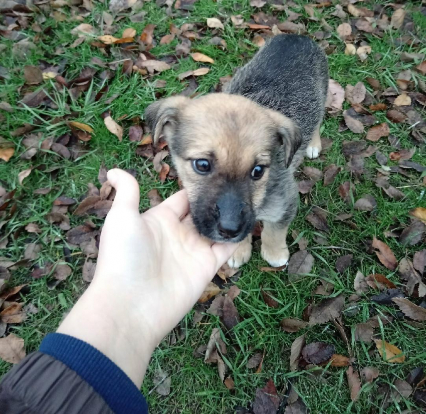 Добросердечные камышане ищут кров несчастному симпатяге-щенку