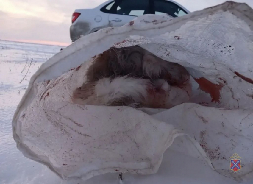 В Волгоградской области полицейские задержали охотников, застреливших краснокнижных сайгаков для жаркого