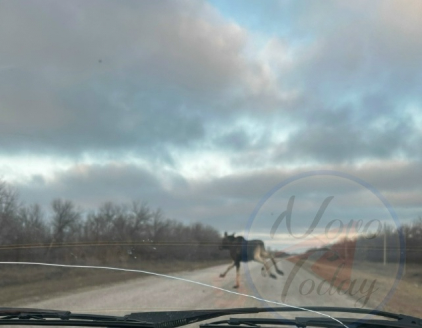 В Волгоградской области попал на камеру грациозно скачущий по федеральной трассе среди белого дня лось