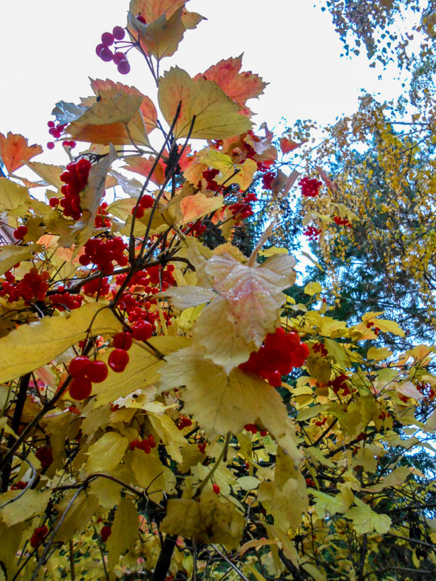 В Камышине энергетики решили «обойтись» отключением только частных домов 28 октября