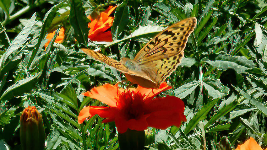 Ясные выходные дни с летними температурами ждут камышан 4-5 октября