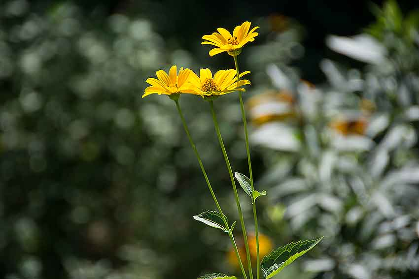 В воскресенье в Камышине +33, и взят курс на +40