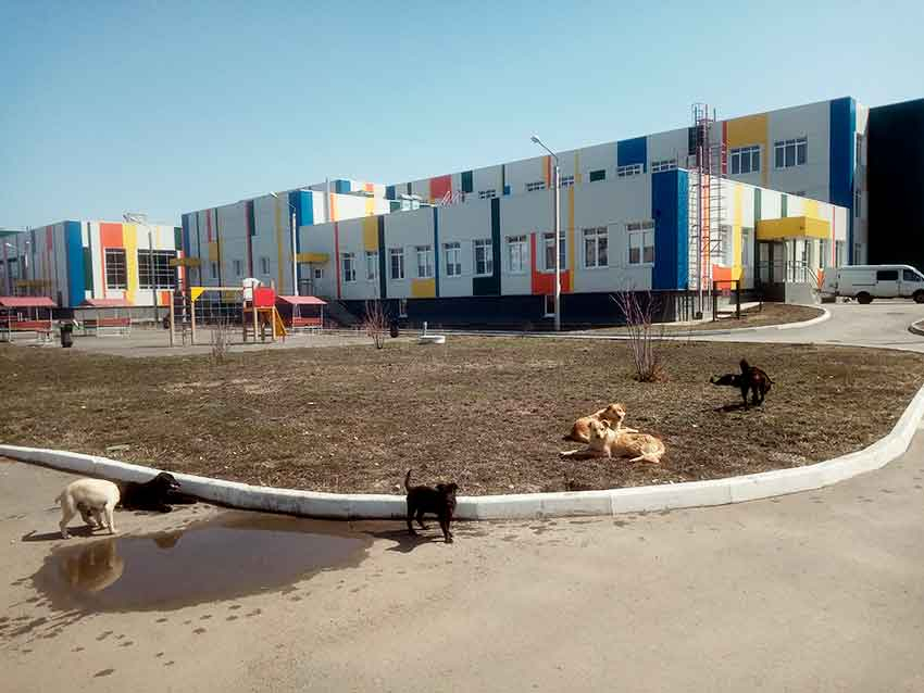 Станислав Зинченко назвал срок, когда стаи бродячих собак «разгонят» с территории у новой школы №1