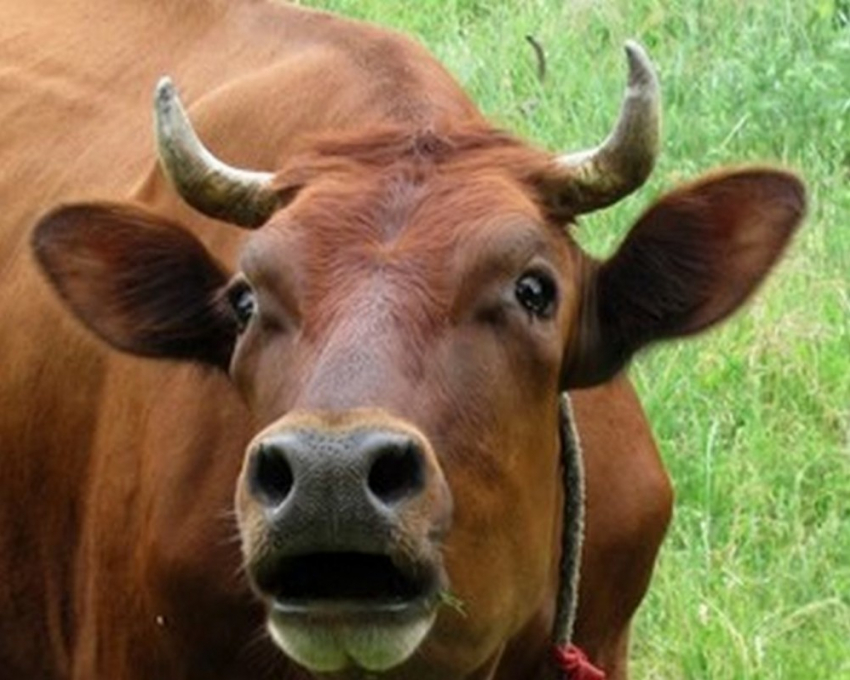 Жительница  Камышинского района хотела купить коров, а осталась без денег 