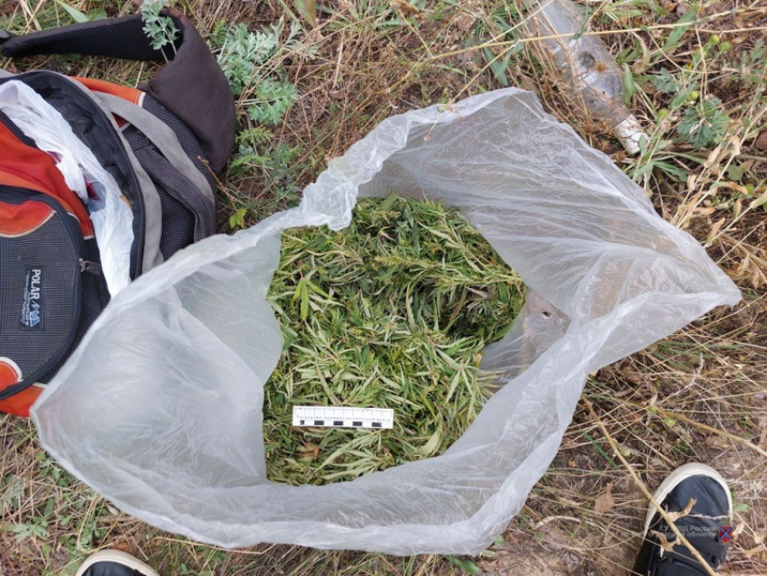 В Камышине полицейские изъяли у местного жителя более полукилограмма марихуаны