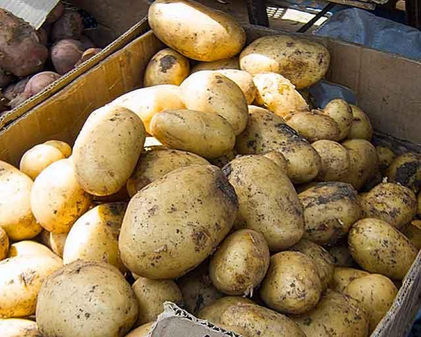 На рынках Камышина появилась краснодарская молодая картошка по 70 рублей за килограмм