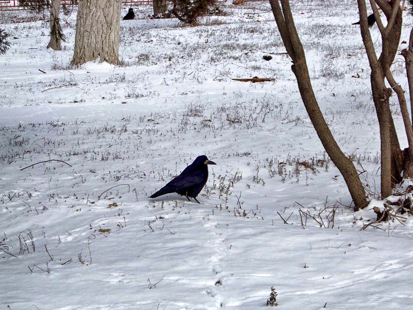 Восточный ветер укрепил мороз в Камышине перед Днем защитника Отечества