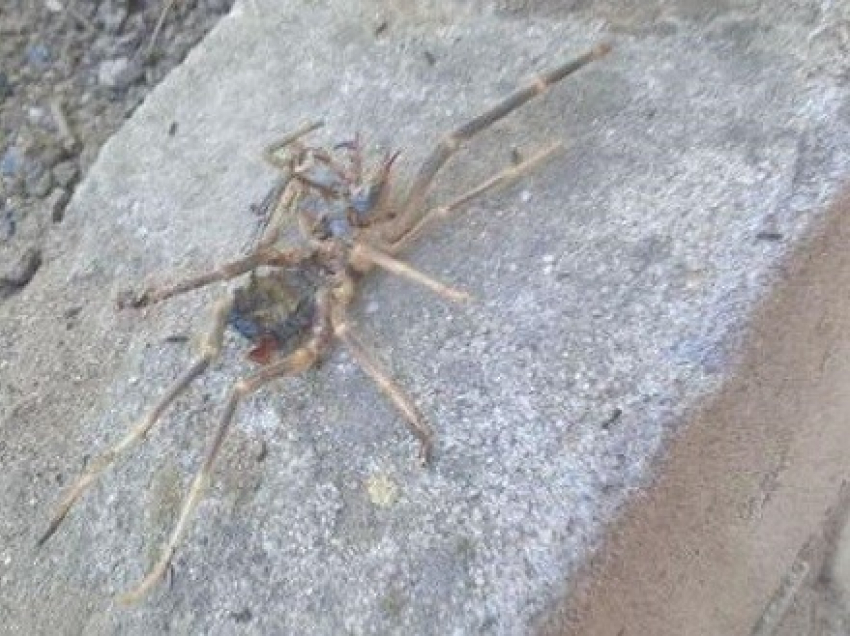 Ядовитые пауки фаланги атаковали целый двор, - «Блокнот Волгограда"